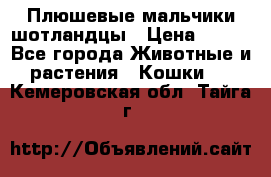 Плюшевые мальчики шотландцы › Цена ­ 500 - Все города Животные и растения » Кошки   . Кемеровская обл.,Тайга г.